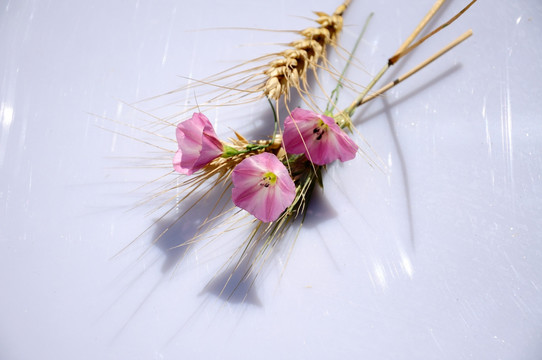 麦穗和淡粉色田旋花素材