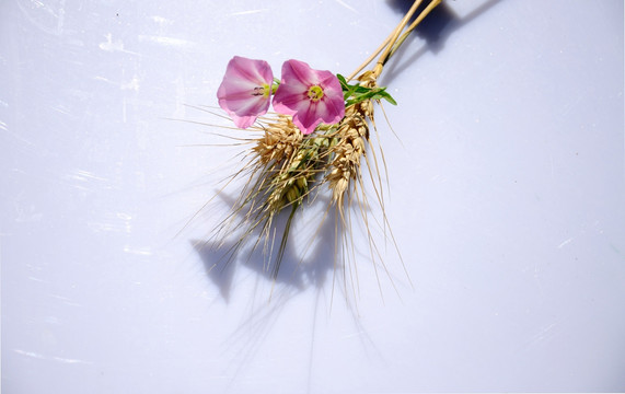 麦穗和粉色田旋花