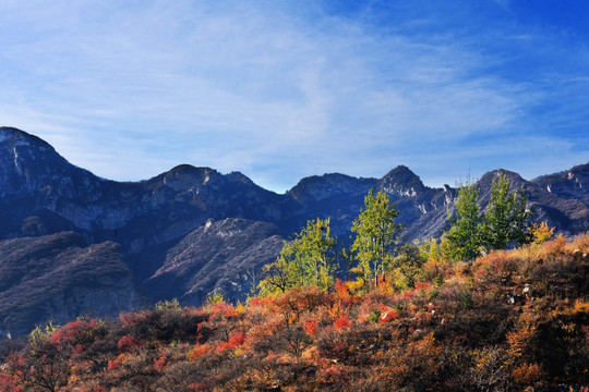 红叶秋景