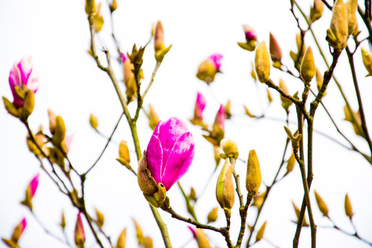 玉兰花