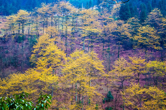 早春的山林