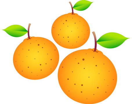 橙子插图
