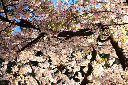 祝山櫻花