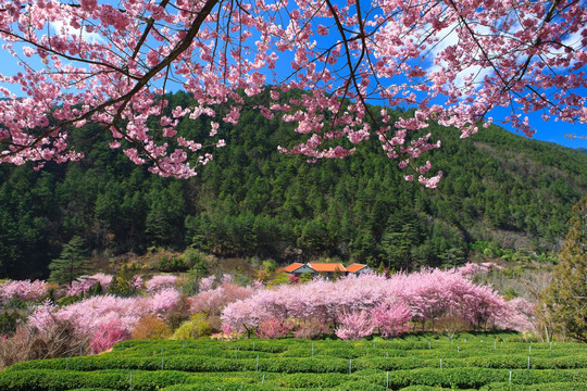 武陵农场樱花