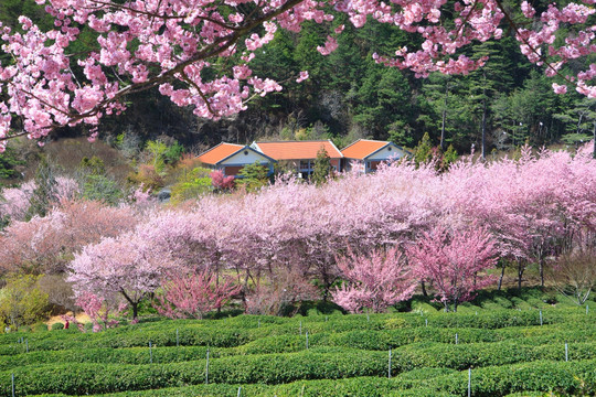 武陵农场