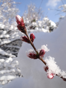 花枝博雪