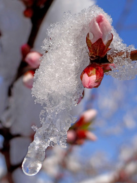 化雪润枝头