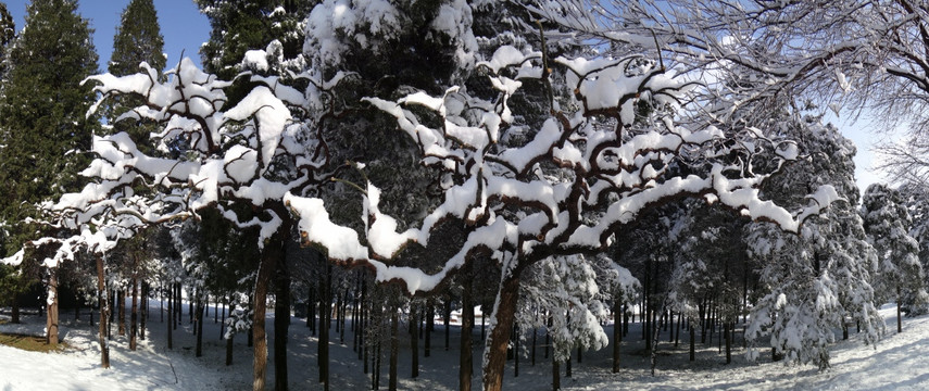 瑞雪压枝