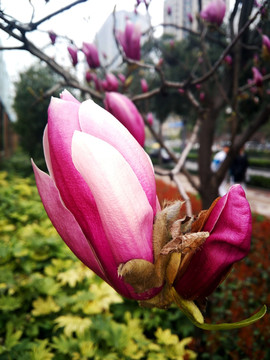 紫玉兰花 双胞胎