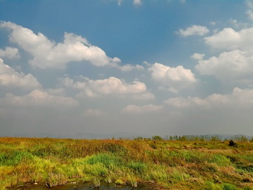 湿地景观