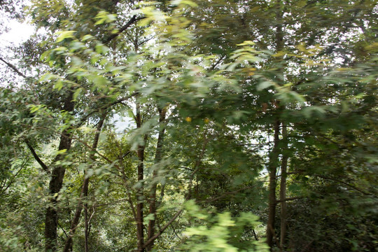 岑巩森林植被