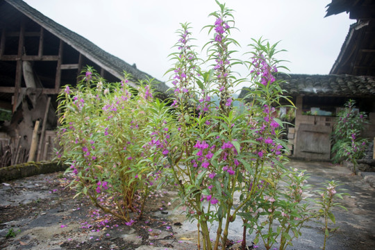 房子指甲花