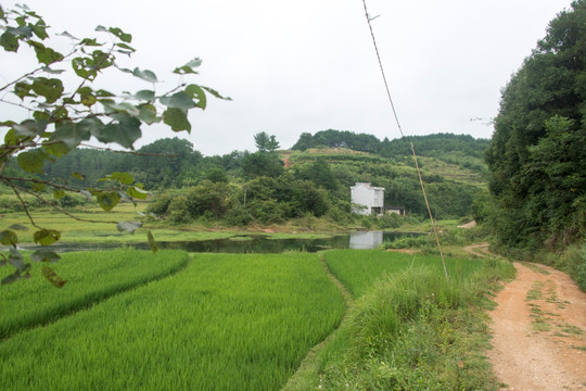 乡间小路