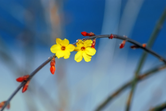 迎春花