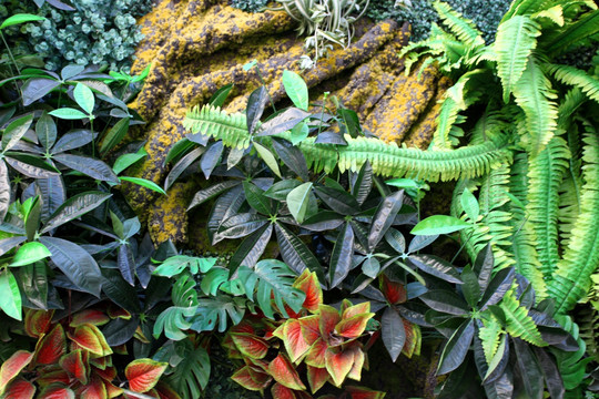 植物墙 绿叶背景