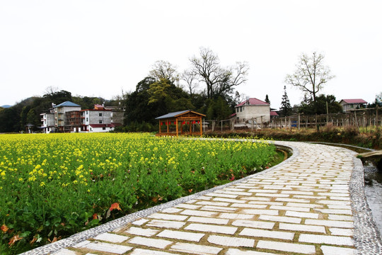 油菜花田