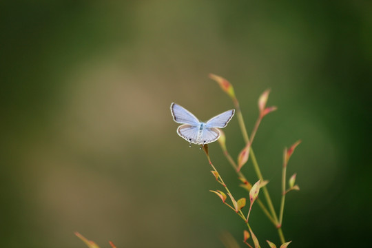 蝴蝶飞 小灰蝶