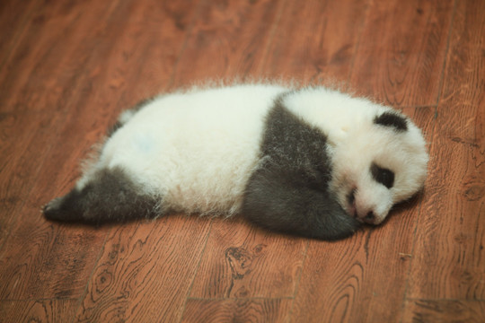 大熊猫宝宝