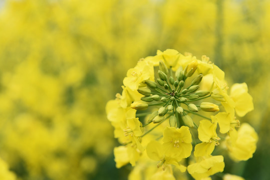 菜花黄