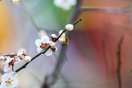 白梅与蜜蜂