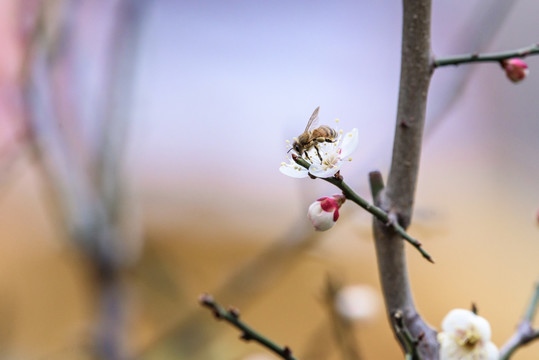 白梅与蜜蜂