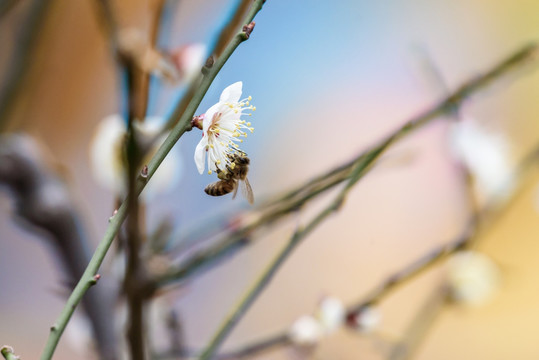 白梅与蜜蜂