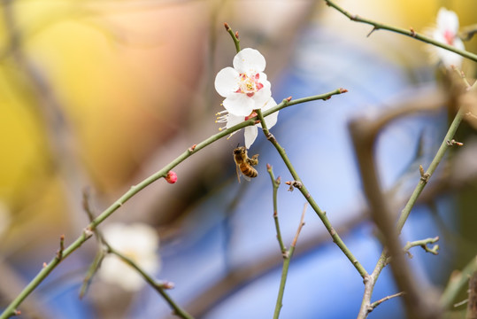 白梅与蜜蜂