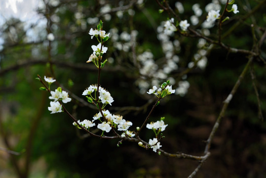 李子花