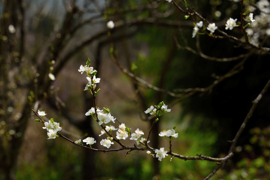 李子花