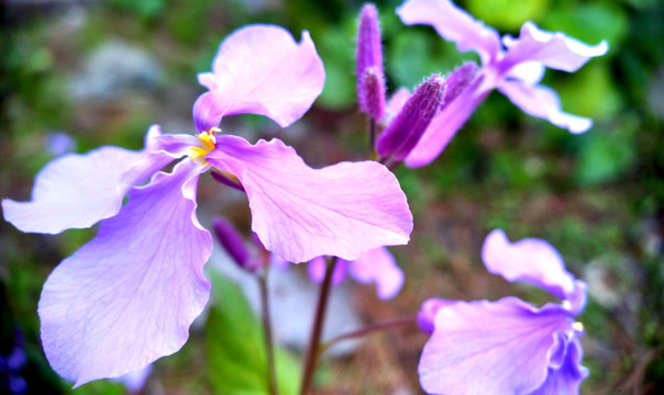 菜花