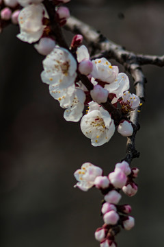 春花