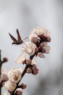 春花