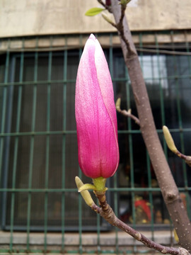 紫玉兰 君子花 微距特写