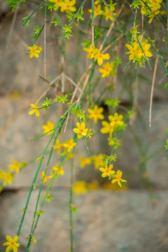 花墙