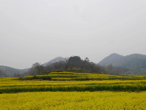 油菜田