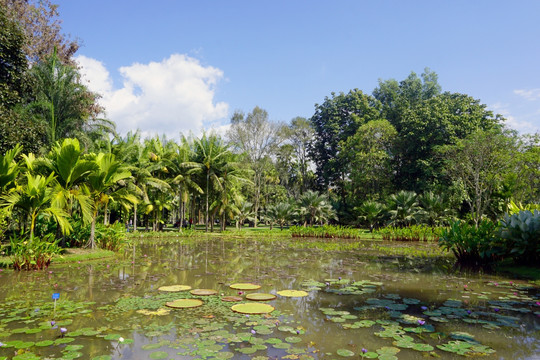 版纳热带植物园 水生植物园风光