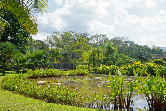 版纳热带植物园 水生植物园风光