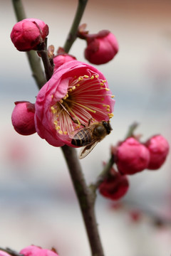 梅花 蜜蜂