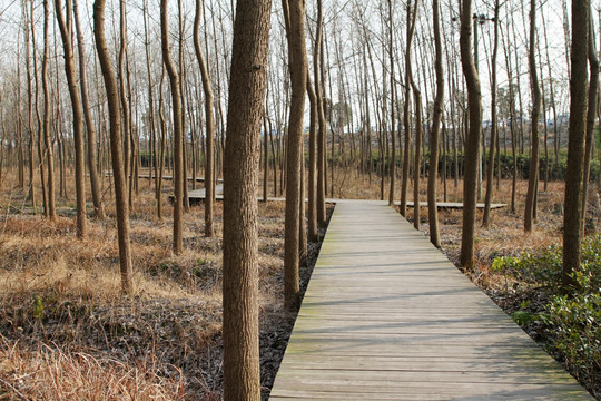 冬天的树林 湿地公园