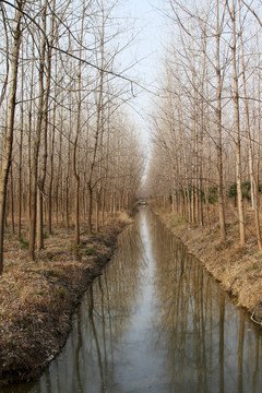 冬天的湿地森林公园