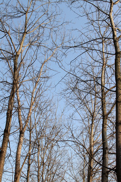 冬天的树林 蓝天下的树梢