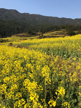 江西婺源江岭油菜花田花海