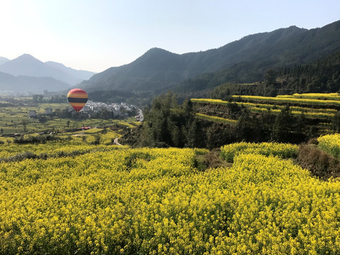 江西婺源江岭油菜花田花海