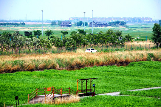 芦苇荡 曹妃甸 草场 湿地