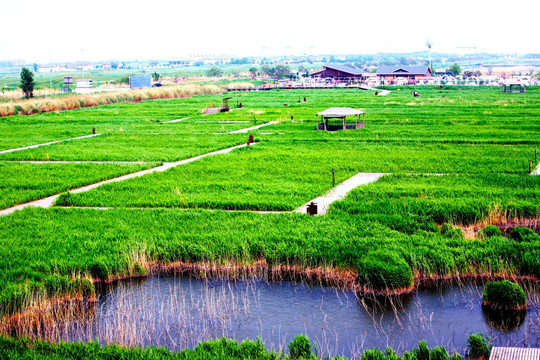 草场 湿地 芦苇荡 曹妃甸