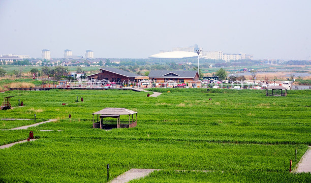 草场 湿地 芦苇荡 曹妃甸