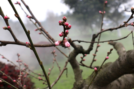 梅花