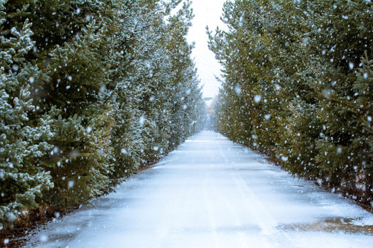 北方的春雪