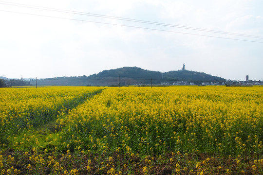 潼南油菜花