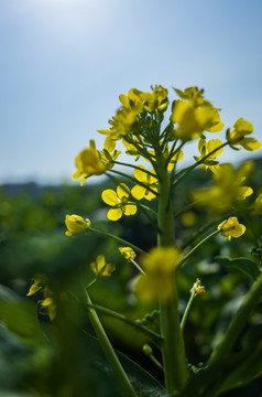 白菜花